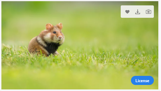 an image in Adobe stock showing a small brown rodent standing in green grass on top of which are visible adobe stock icons and a blue license button at the bottom right