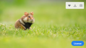 thumbnail picture of a hamster in green grass showing blue license marker at bottom right